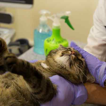 Ветеринар на дом для лечения кошки